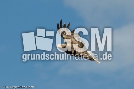 Seeadler (5 von 11).jpg